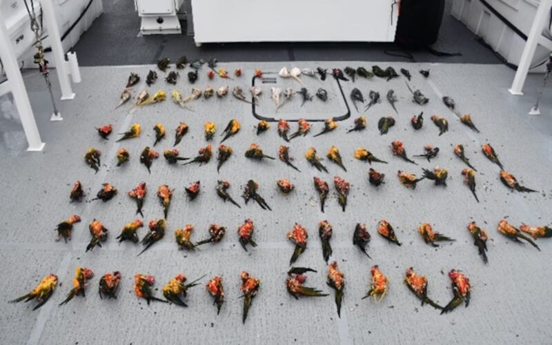 Coast Guard nabs 4 men indicted for smuggling wildlife