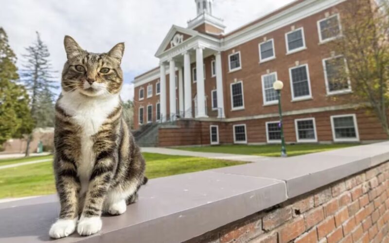 Max the cat is now a ‘doctor of litter-ature’ from Vermont State University
