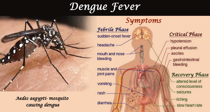 Health sees a slight uptick in dengue cases