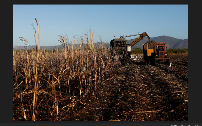 Cuba may import sugar, rum industry pressed amid disastrous harvest