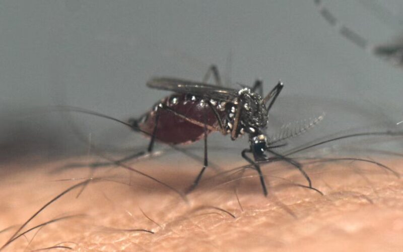 Health sees a slight uptick in dengue cases