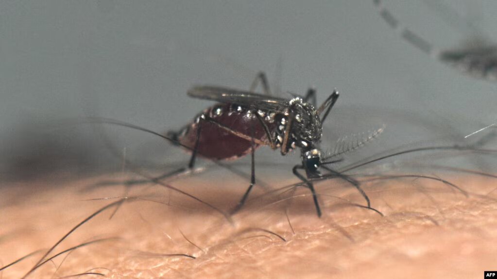 Health sees a slight uptick in dengue cases