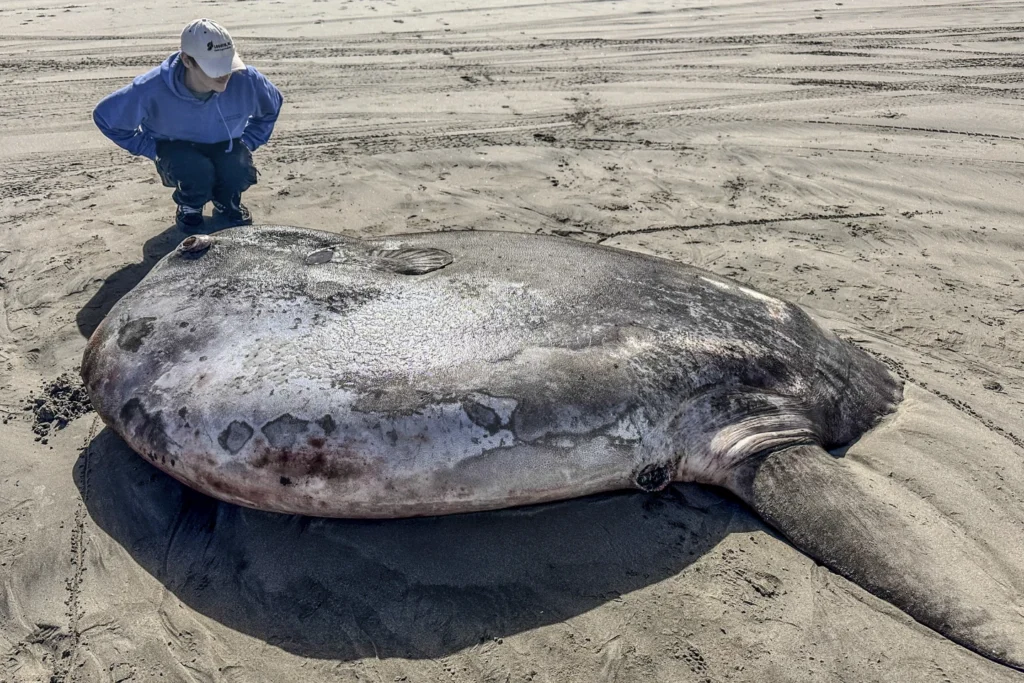 Rare 7-foot fish washed ashore on Oregon’s coast garners worldwide attention