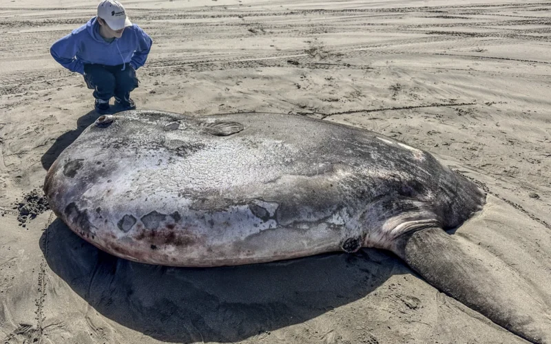 Rare 7-foot fish washed ashore on Oregon’s coast garners worldwide attention