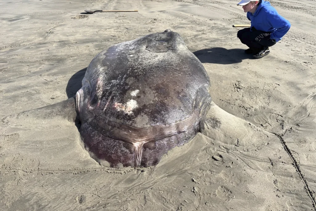 Rare 7-foot fish washed ashore on Oregon’s coast garners worldwide attention