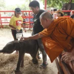Rare twin elephants in Thailand receive monks’ blessings a week after their tumultuous birth