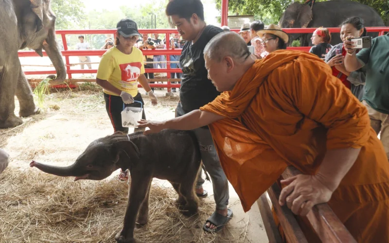 Rare twin elephants in Thailand receive monks’ blessings a week after their tumultuous birth