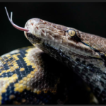 Missing mother found dead inside 16-foot-long python after it swallowed her whole in Indonesia