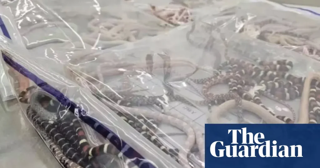 Man in China caught smuggling 100 live snakes in his pants