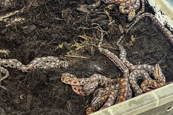 Boa constrictor gives birth to 14 baby snakes after living alone for nearly a decade