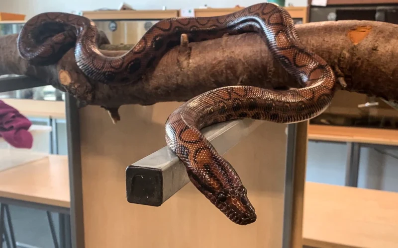 Boa constrictor gives birth to 14 baby snakes after living alone for nearly a decade