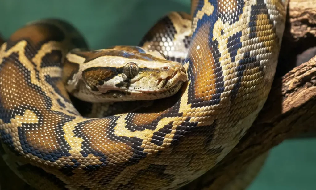 Man in China caught smuggling 100 live snakes in his pants