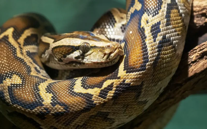 Man in China caught smuggling 100 live snakes in his pants