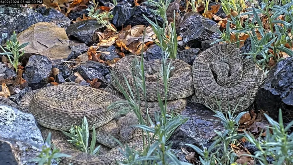 Webcam monitors hundreds of rattlesnakes at a Colorado ‘mega den’ for citizen science