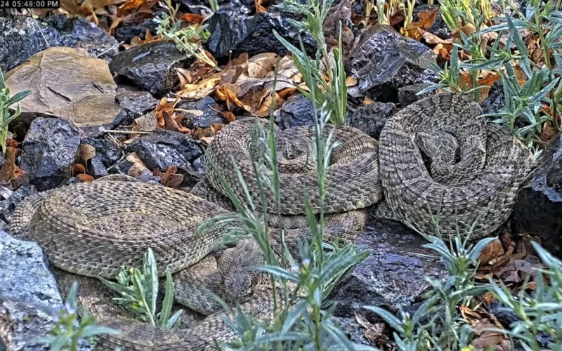 Webcam monitors hundreds of rattlesnakes at a Colorado ‘mega den’ for citizen science