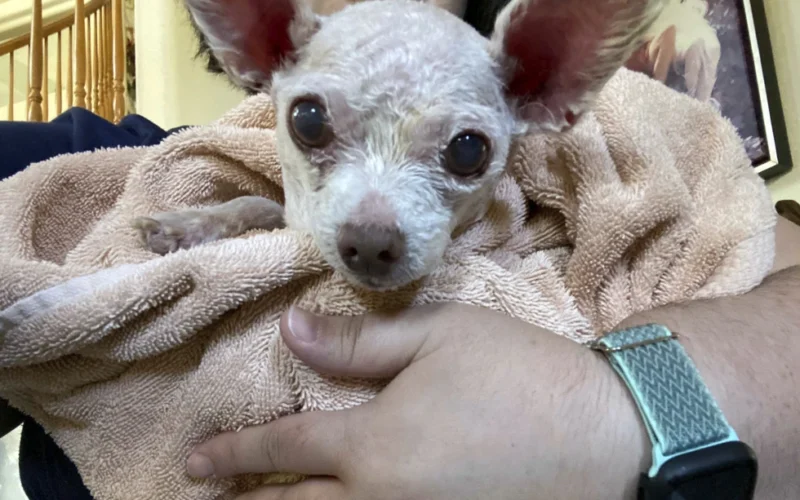 Gizmo the dog went missing in Las Vegas in 2015. He’s been found alive after 9 years