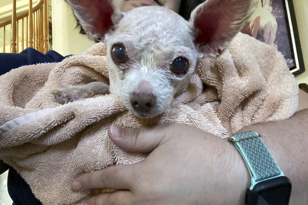 Gizmo the dog went missing in Las Vegas in 2015. He’s been found alive after 9 years