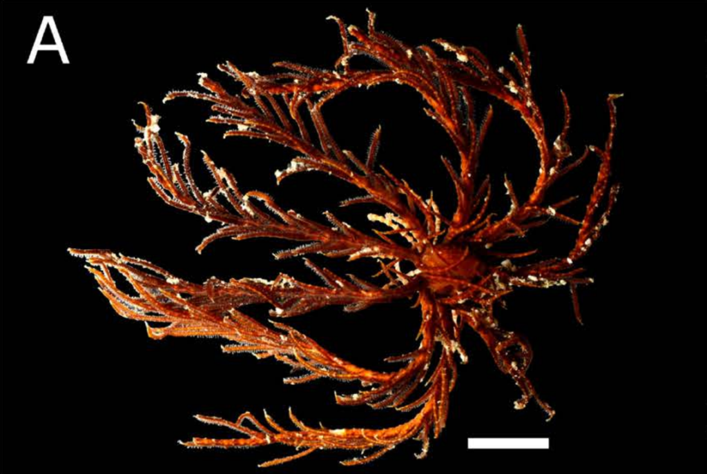 10-armed sea creature found lurking under rocks off Japan coast. It’s a new species