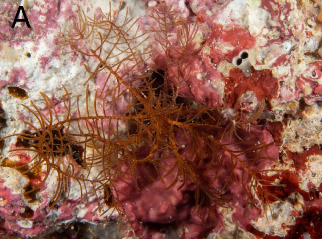 10-armed sea creature found lurking under rocks off Japan coast. It’s a new species