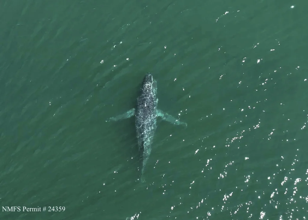 A humpback whale in Washington state is missing its tail. One expert calls the sight ‘heartbreaking’