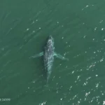 A humpback whale in Washington state is missing its tail. One expert calls the sight ‘heartbreaking’