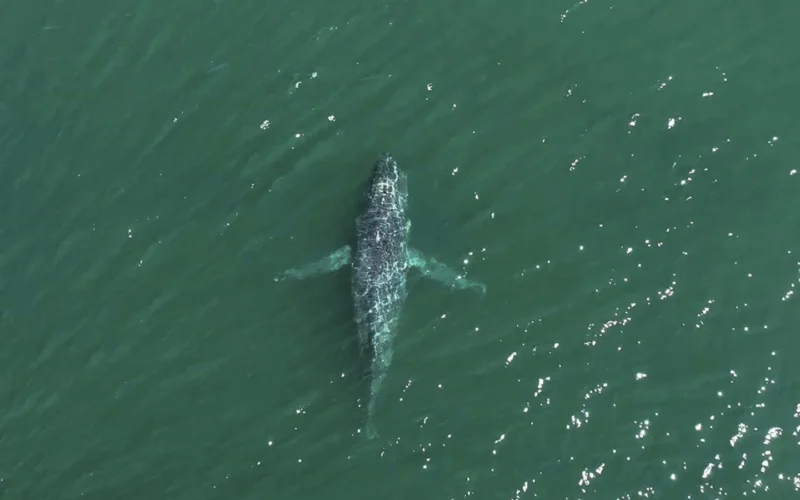 A humpback whale in Washington state is missing its tail. One expert calls the sight ‘heartbreaking’