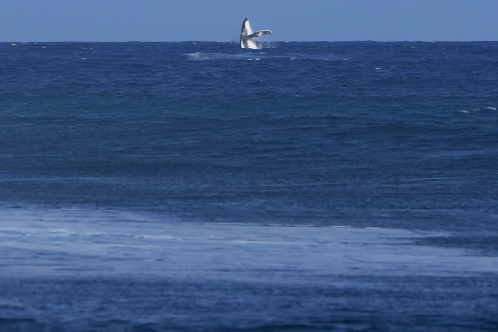 Whale breach seen during Paris Olympics surfing semifinal competition in Tahiti