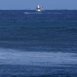 Whale breach seen during Paris Olympics surfing semifinal competition in Tahiti