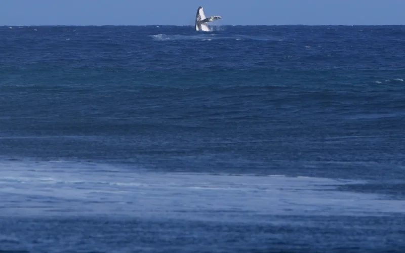 Whale breach seen during Paris Olympics surfing semifinal competition in Tahiti