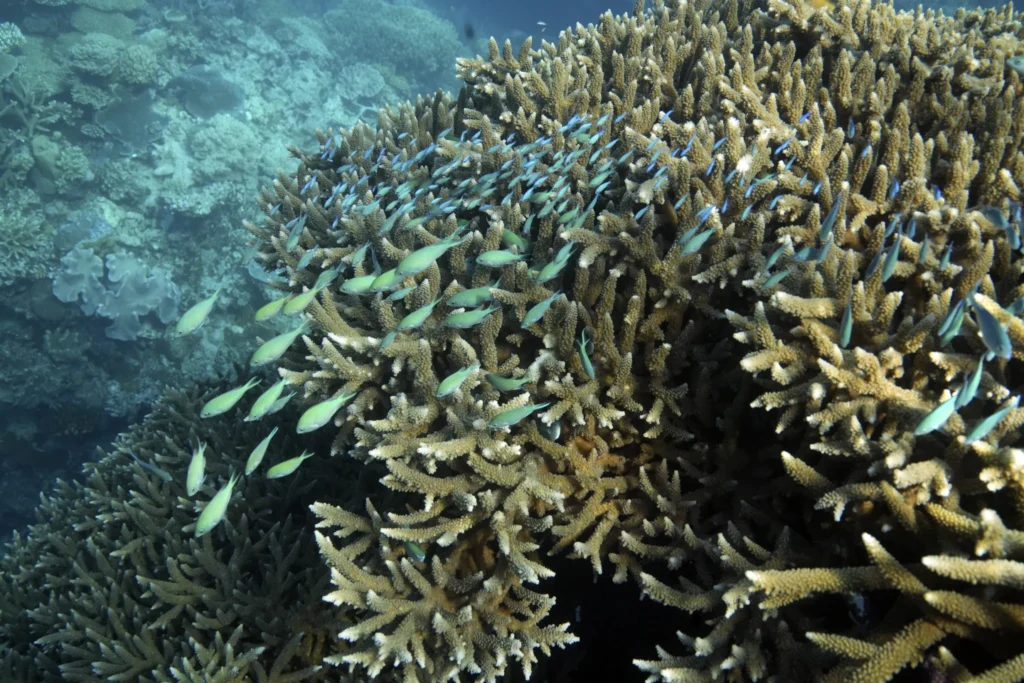 Great Barrier Reef waters were hottest in 400 years over the past decade