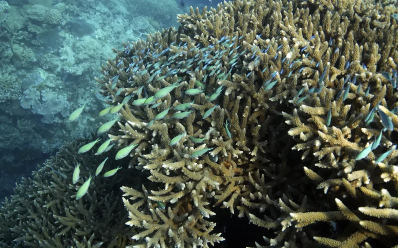 Great Barrier Reef waters were hottest in 400 years over the past decade