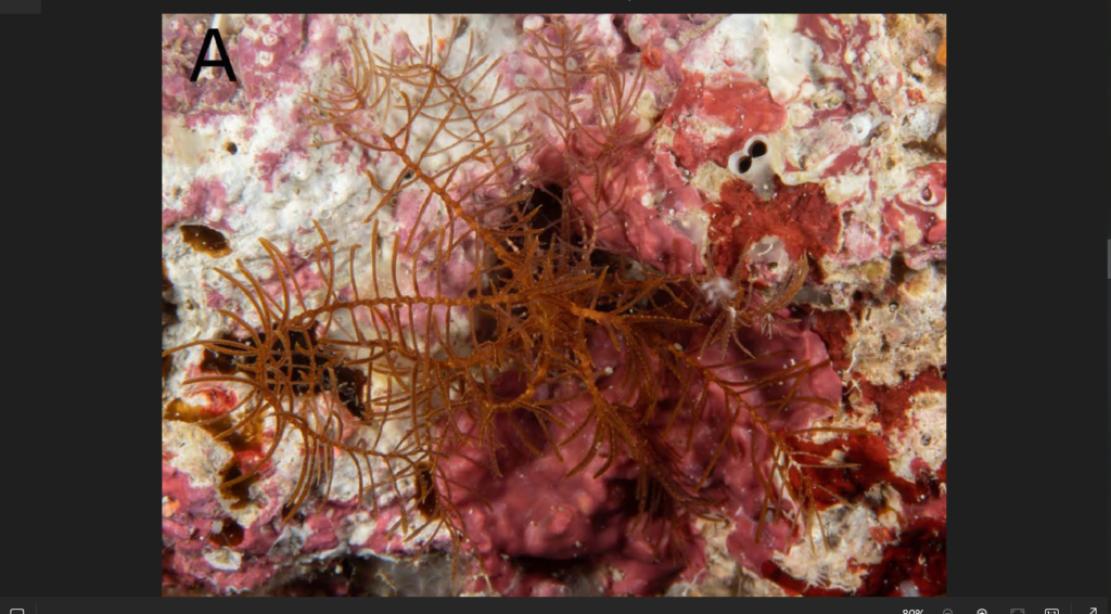 10-armed sea creature found lurking under rocks off Japan coast. It’s a new species