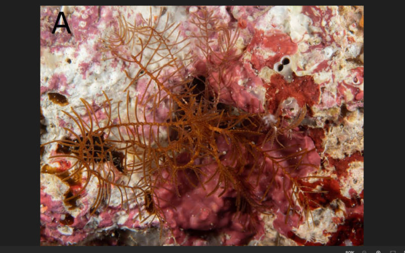 10-armed sea creature found lurking under rocks off Japan coast. It’s a new species