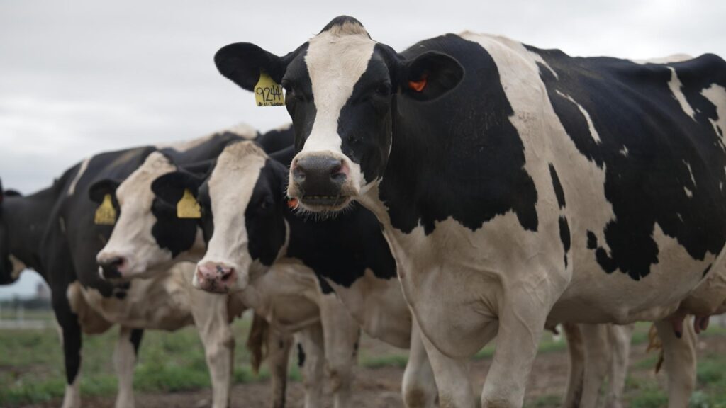 A bird flu outbreak is spreading among cows in the US. Scientists are hunting for answers