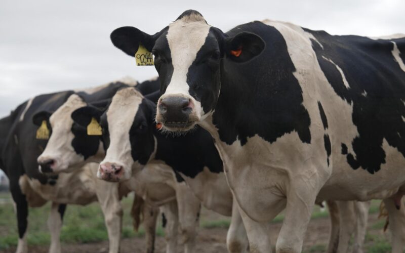 A bird flu outbreak is spreading among cows in the US. Scientists are hunting for answers