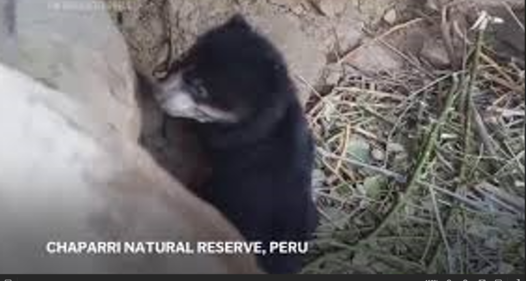 The birth of a spectacled bear brings joy to a farming community in Peru