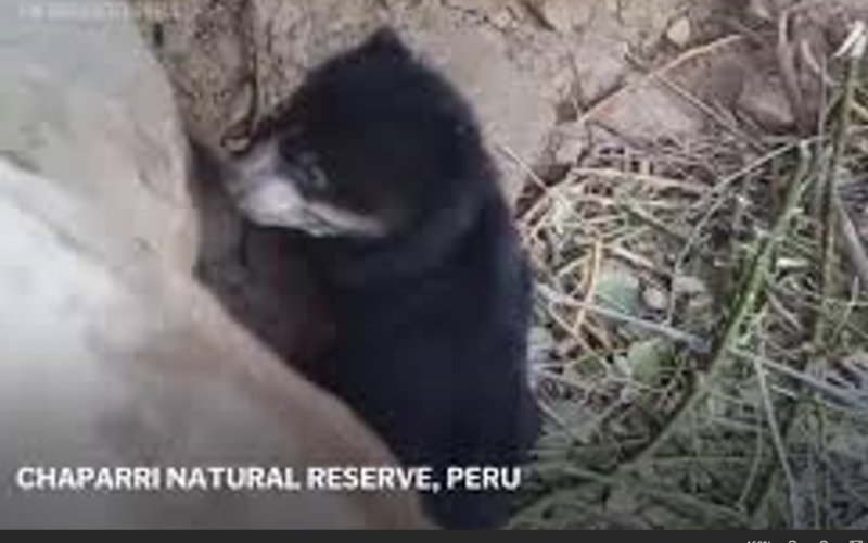 The birth of a spectacled bear brings joy to a farming community in Peru