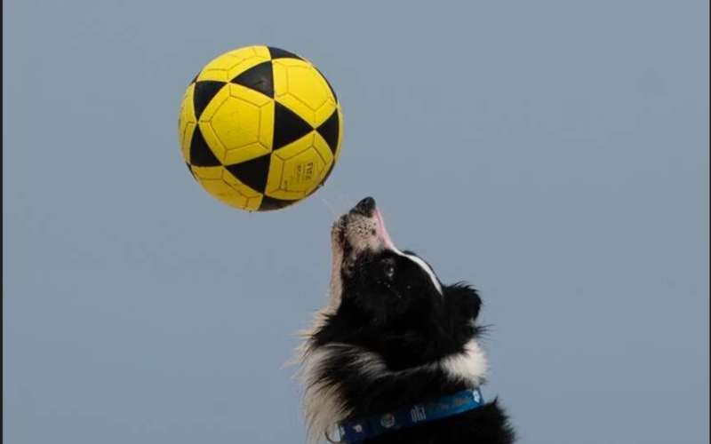 This Brazilian dog is a footvolley star. He teaches beachgoers how to play their own game