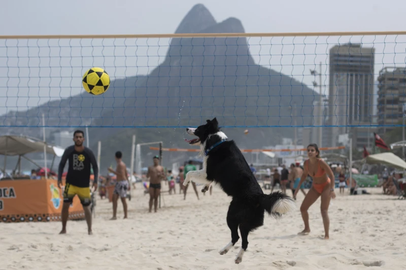 This Brazilian dog is a footvolley star. He teaches beachgoers how to play their own game