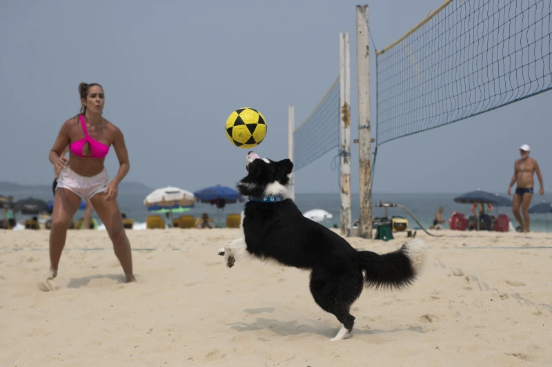 This Brazilian dog is a footvolley star. He teaches beachgoers how to play their own game