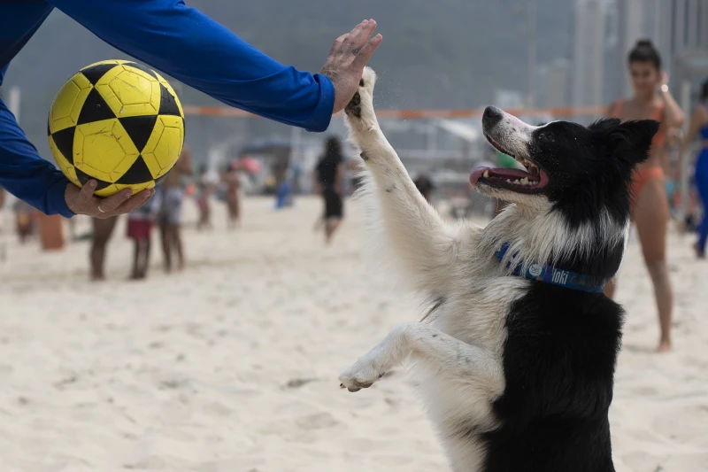 This Brazilian dog is a footvolley star. He teaches beachgoers how to play their own game