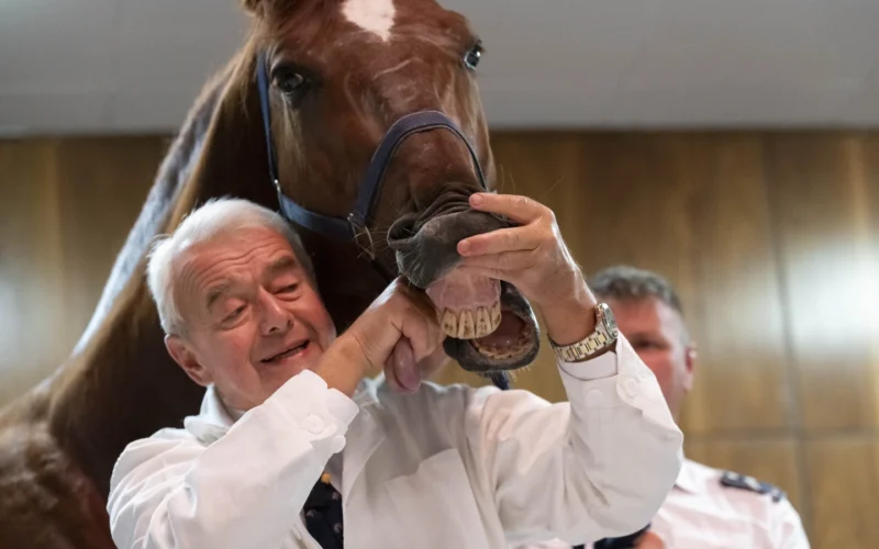 No neigh-sayers: Live horses join first-day veterinary students for anatomy lecture in Hungary