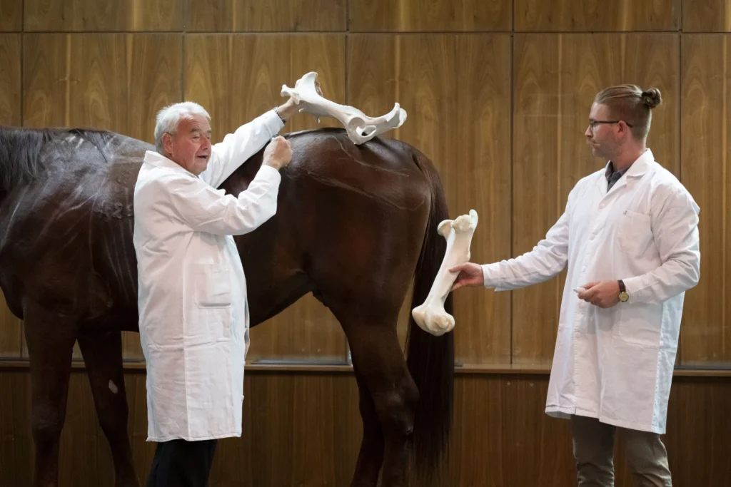 No neigh-sayers: Live horses join first-day veterinary students for anatomy lecture in Hungary