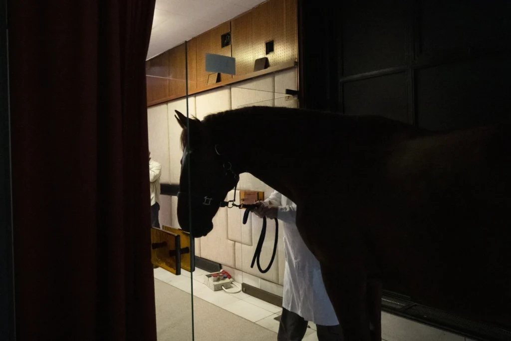 No neigh-sayers: Live horses join first-day veterinary students for anatomy lecture in Hungary