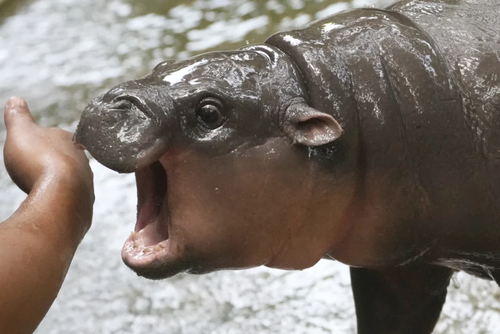 Thailand’s adorable pygmy hippo Moo Deng has the kind of face that launches a thousand memes