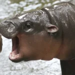 Thailand’s adorable pygmy hippo Moo Deng has the kind of face that launches a thousand memes