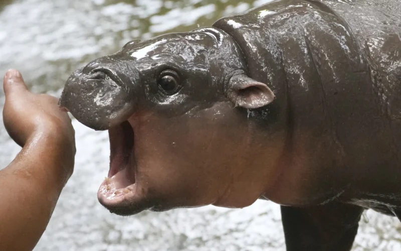 Thailand’s adorable pygmy hippo Moo Deng has the kind of face that launches a thousand memes