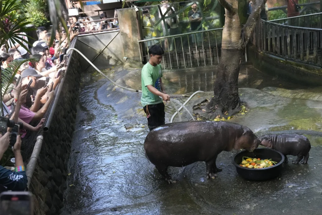 Thailand’s adorable pygmy hippo Moo Deng has the kind of face that launches a thousand memes