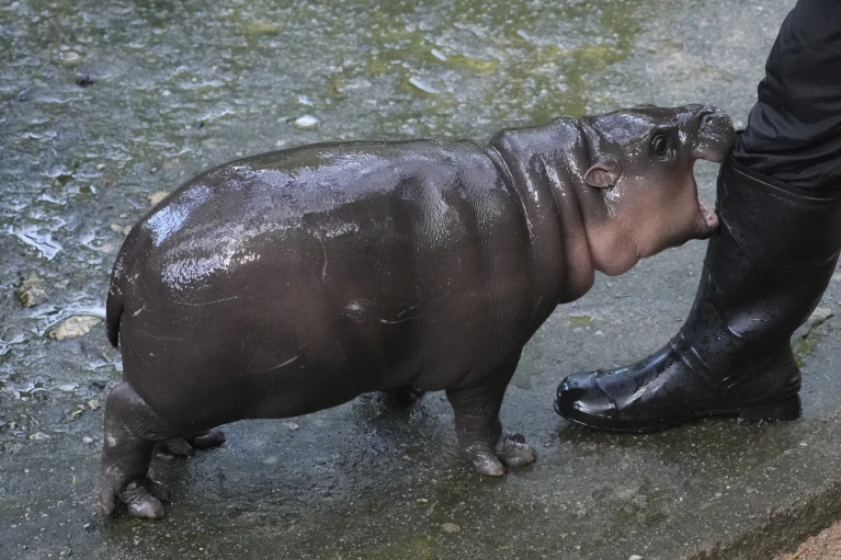 Thailand’s adorable pygmy hippo Moo Deng has the kind of face that launches a thousand memes