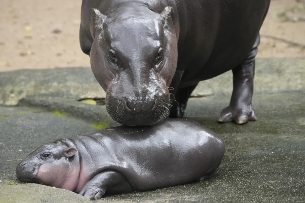 Thailand’s adorable pygmy hippo Moo Deng has the kind of face that launches a thousand memes